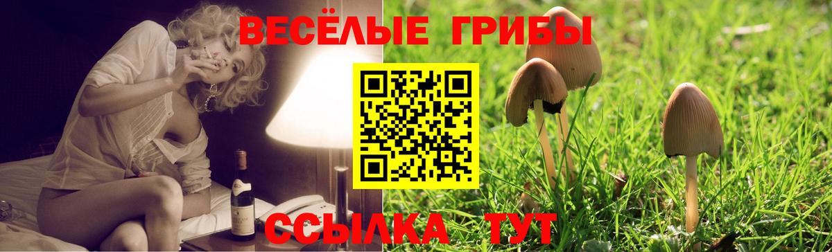 Тамбов  Галлюциногенные грибы MAGIC MUSHROOMS  Вход с VPN  Псилоцибиновые грибы GOLDEN TEACHER 